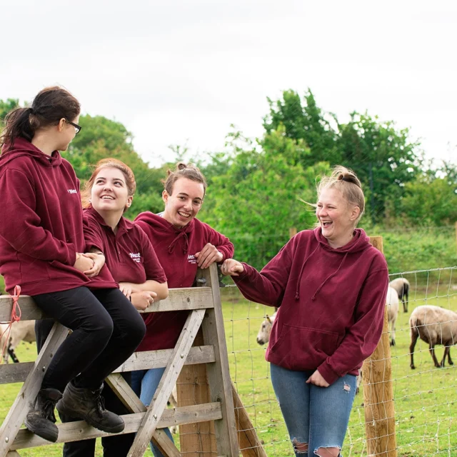 Four students in matching maroon hoodies gather at a wooden gate beside an outdoor animal paddock, with sheep grazing in the field behind them.