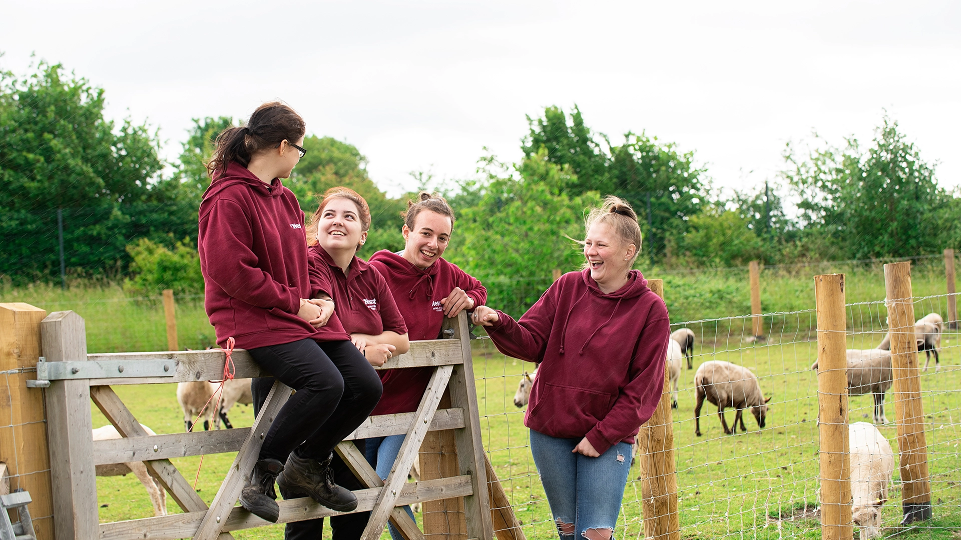 Four students in matching maroon hoodies gather at a wooden gate beside an outdoor animal paddock, with sheep grazing in the field behind them.
