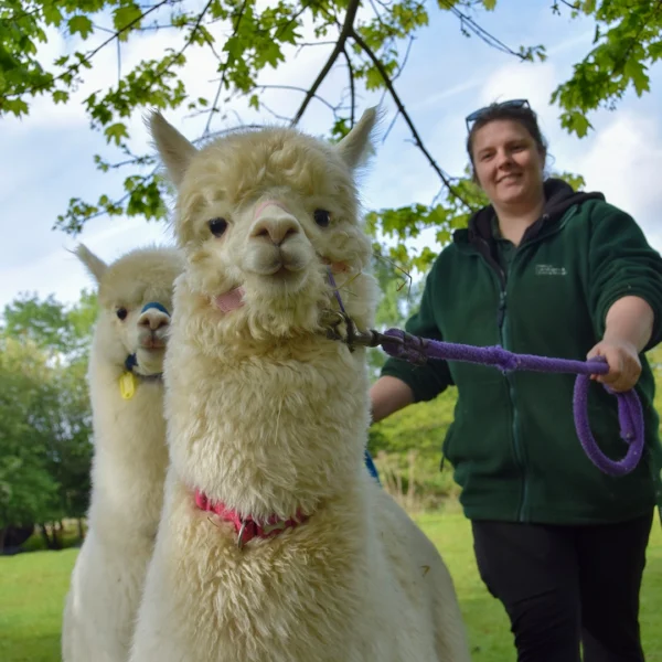 Person holding leashes while walking two fluffy alpacas in a grassy outdoor area with trees overhead.