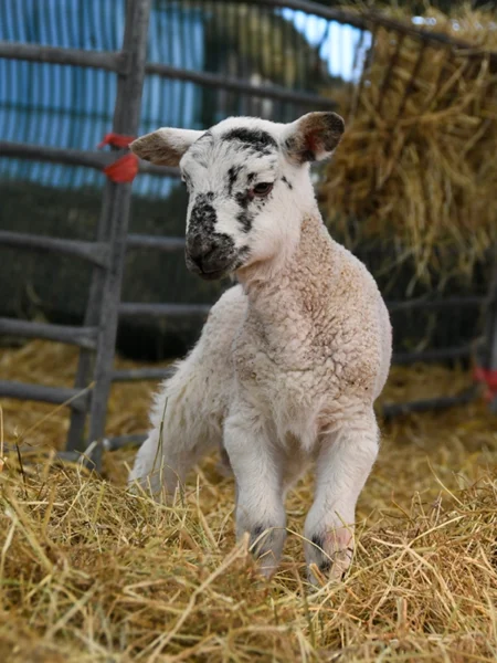 Young lamb standing on straw inside a farm enclosure, representing animal care and land‑based education.