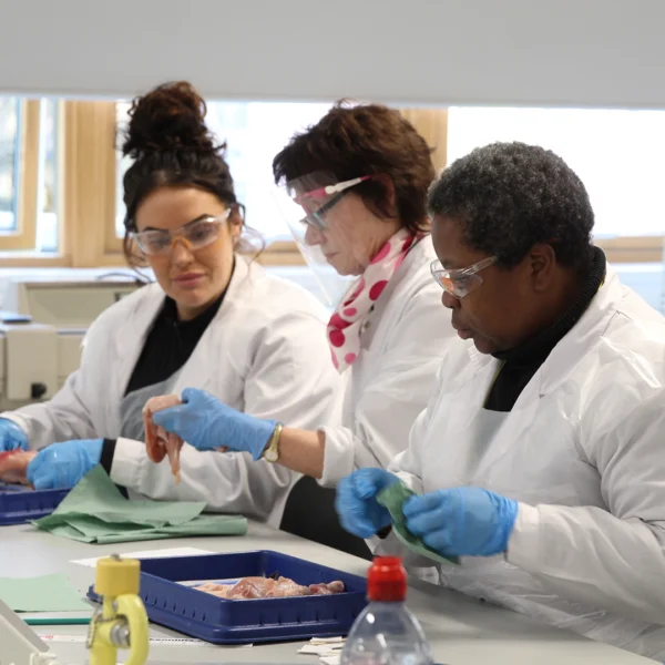 Three students in a laboratory, wearing protective coats, gloves and safety glasses, handling and examining biological specimens on a work surface.