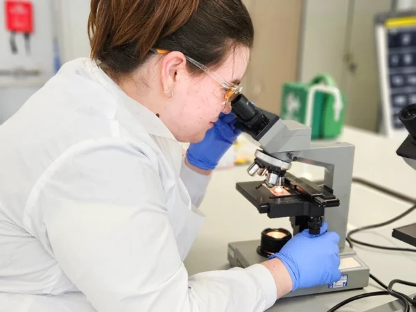 Person in a lab coat and gloves looks through a microscope on a laboratory bench, with scientific equipment and containers visible in the background.