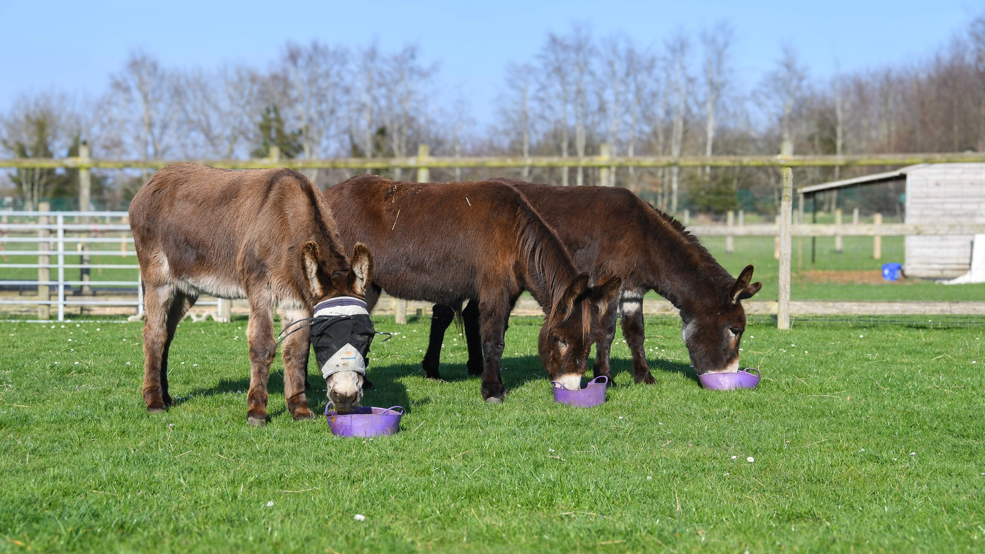 Three donkeys stand side by side in a fenced field, eating from purple feed bowls on the grass, with trees and farm buildings in the background.