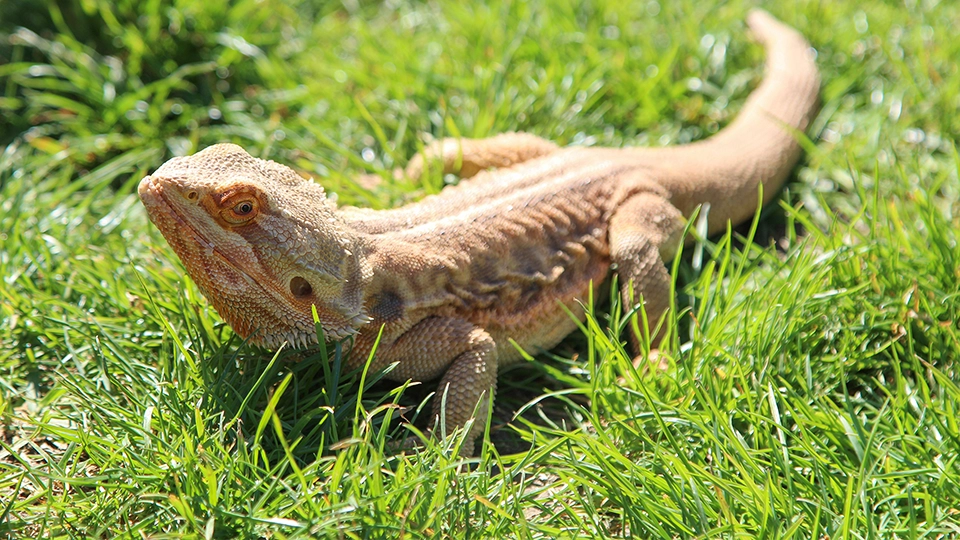 Close-up of a brown lizard resting on grass in bright sunlight.
