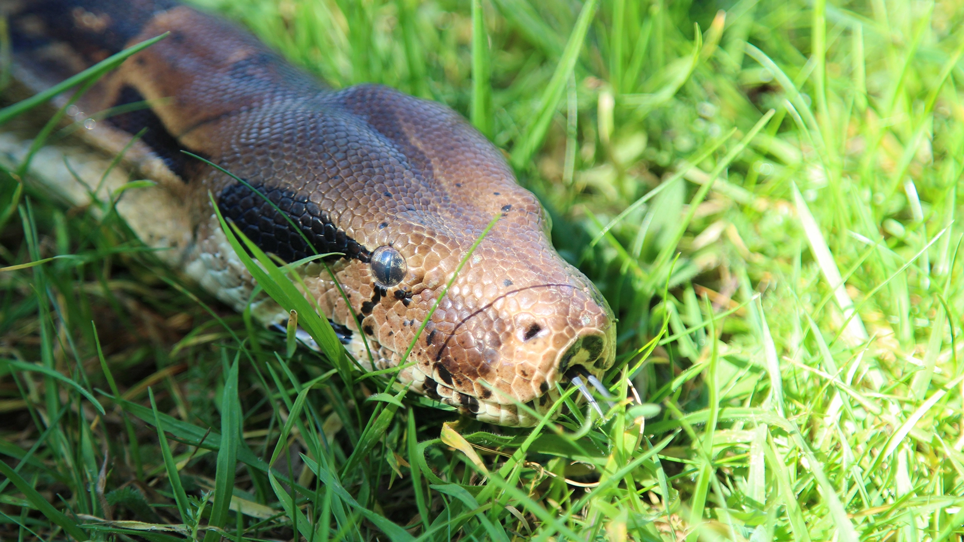 Close-up of a brown snake in grass with its tongue extended.