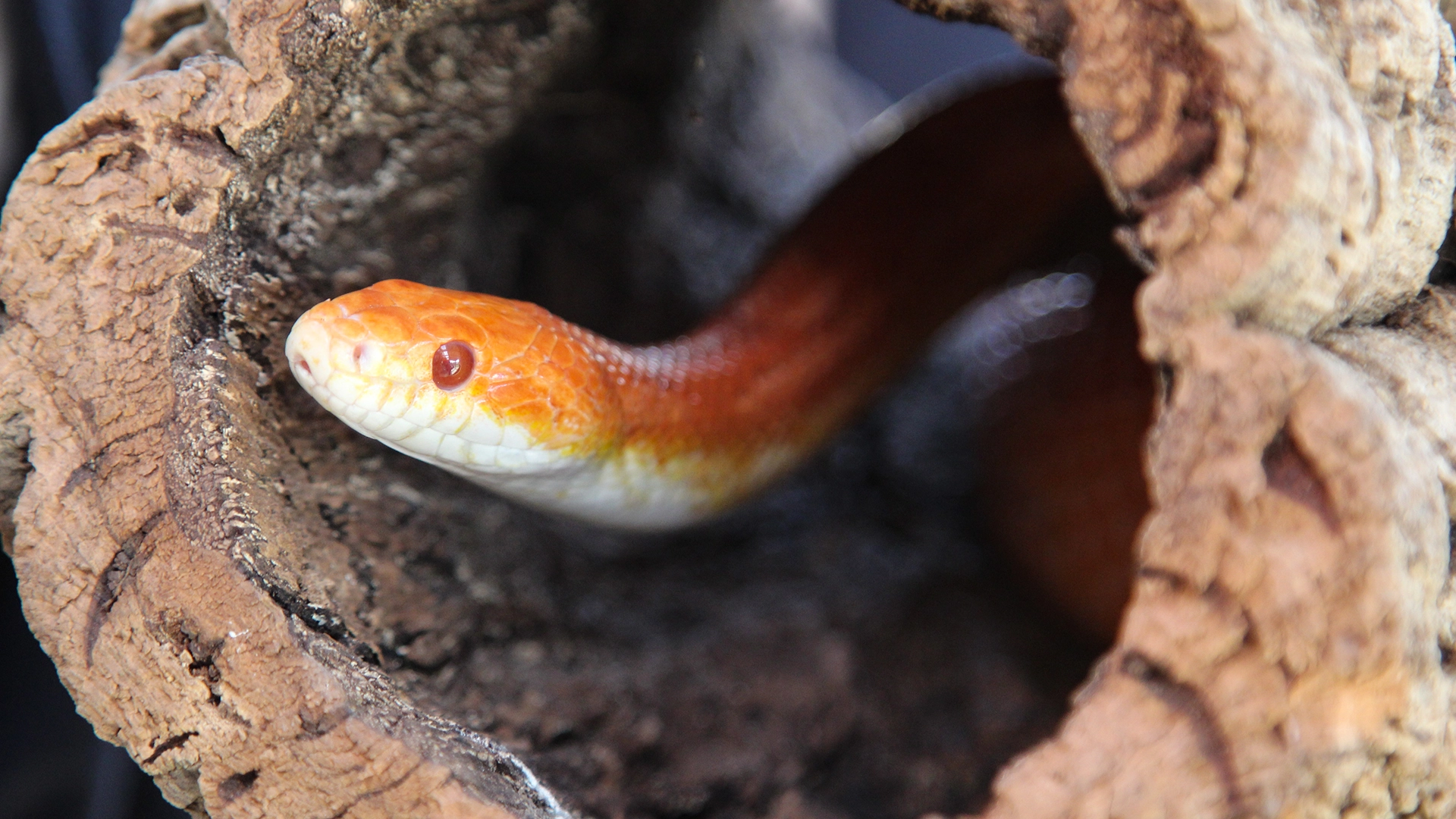 Close-up of an orange snake in a hollow log.