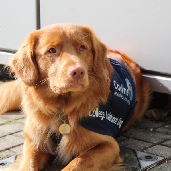 Nescot college assistance dog, Rhubarb, lying on a paved surface, wearing a navy-blue jacket labelled “Canine Assisted Learning” and “College Assistance Dog.” The dog is facing the camera, with a collar and tag visible.