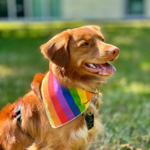 Rhubarb, Nescot's college assistance dog, sitting outdoors on grass wearing a rainbow-coloured bandana. The dog is pictured in profile with a blurred campus building in the background.