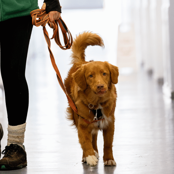Nescot college assistance dog, Rhubarb, walking through the college corridors on a lead by one of his handlers