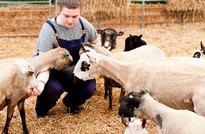 Animal Welfare and Management: Open University Foundation Degree 